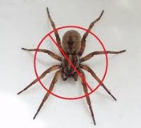 247 Spider Control Hobart image 3